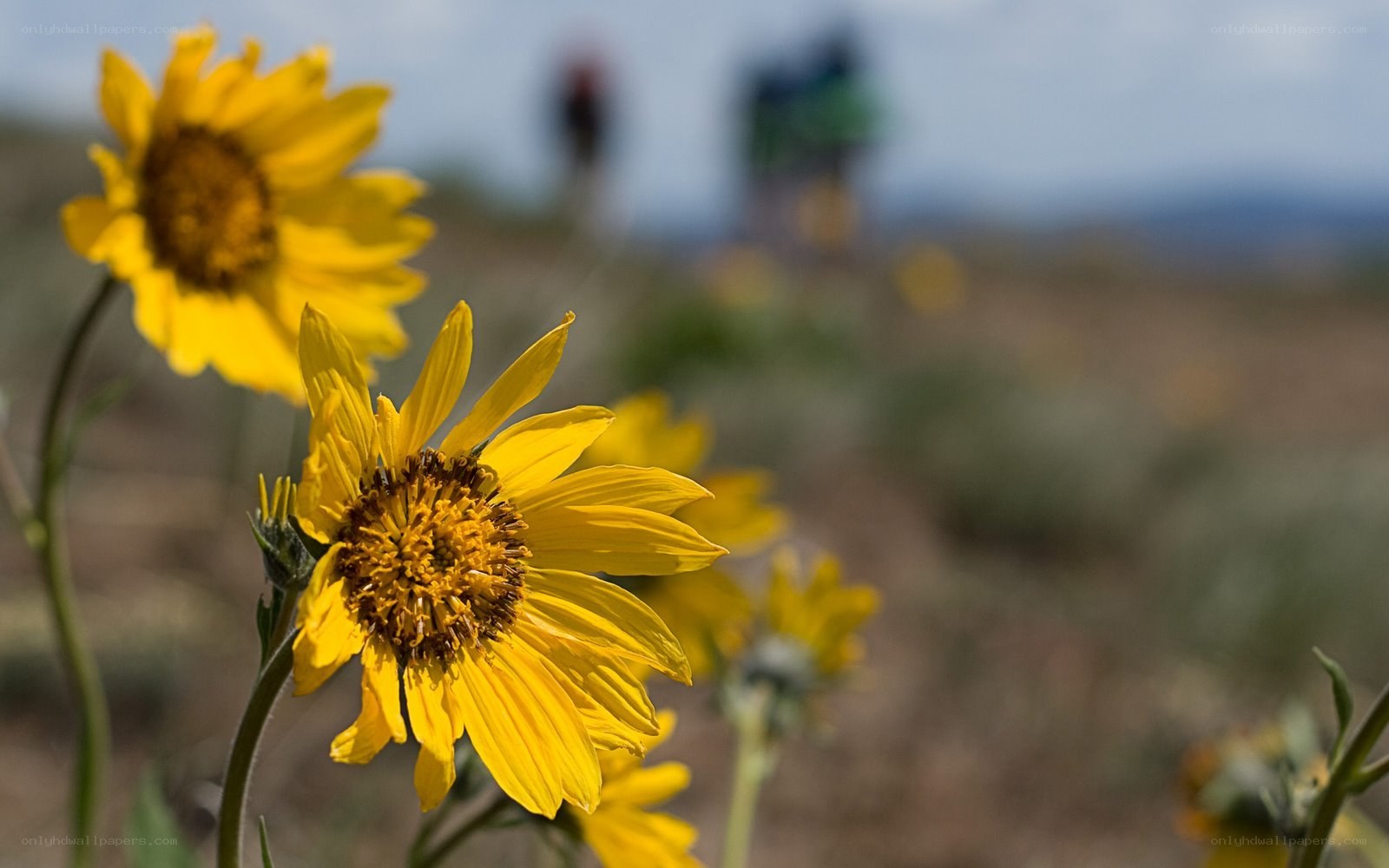 Yellow flowers in a field