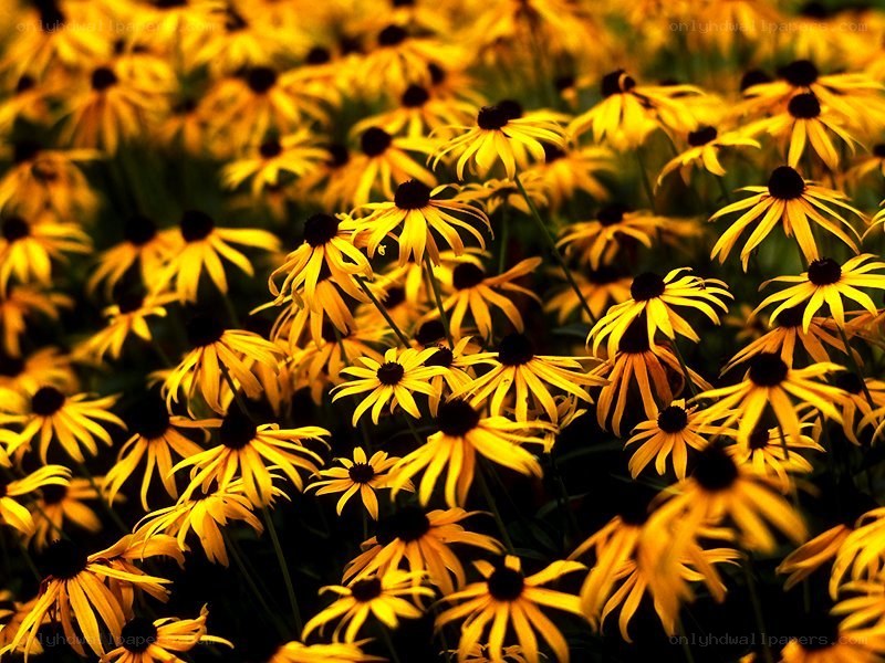 Yellow flowers in a field