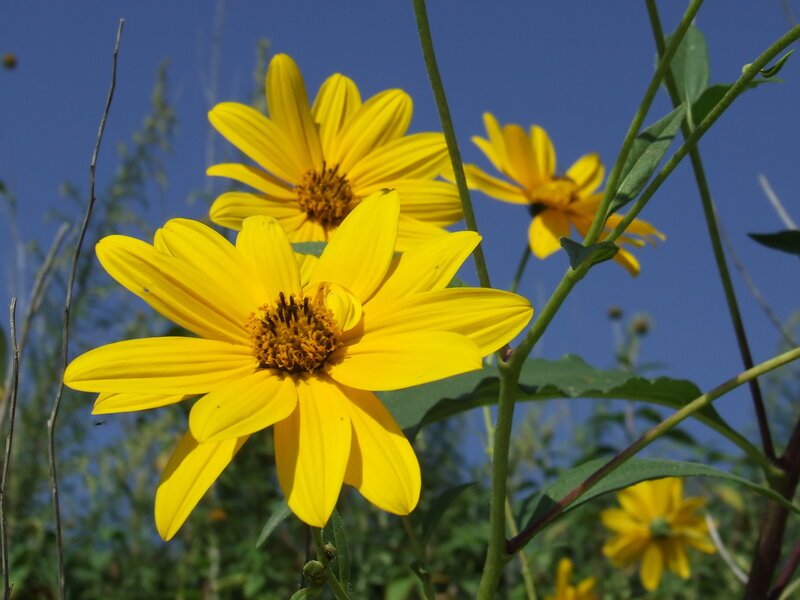 Yellow flowers in a field