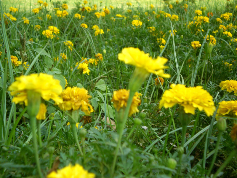 Yellow flowers in a field
