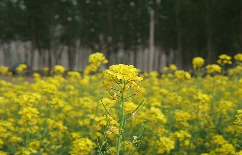 Yellow flowers in a field