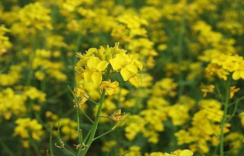 Yellow flowers in a field