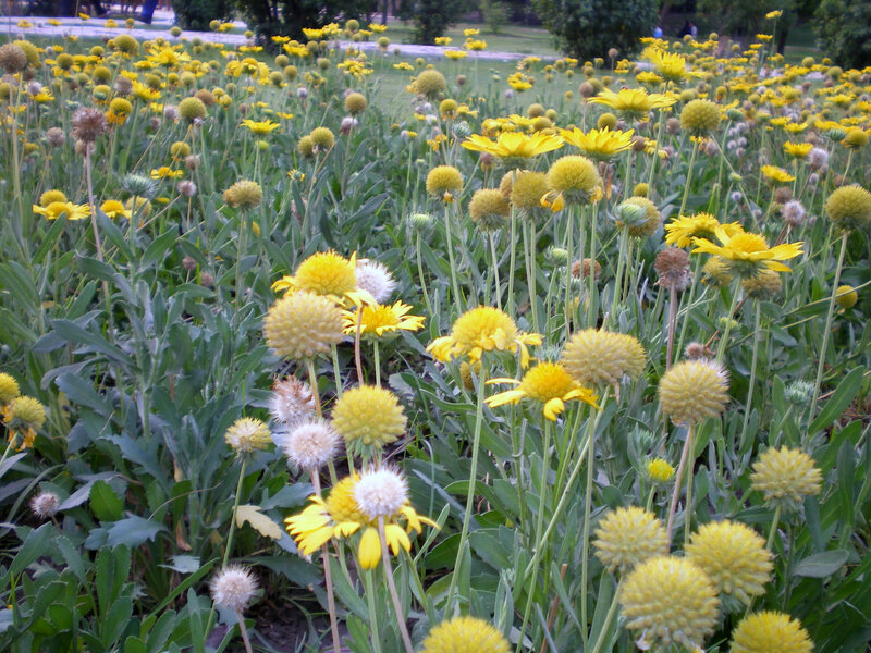 yellow flowers in a field