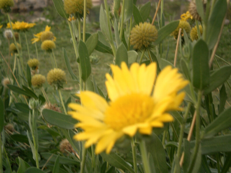 yellow flowers in a field