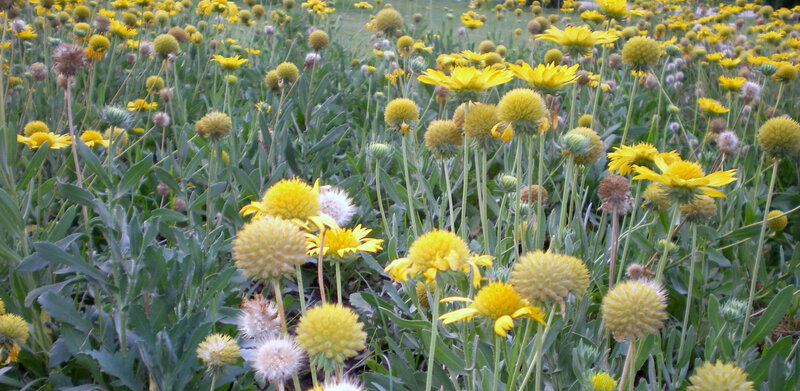 yellow flowers in a field