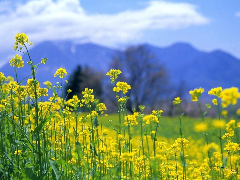Yellow flowers in a field