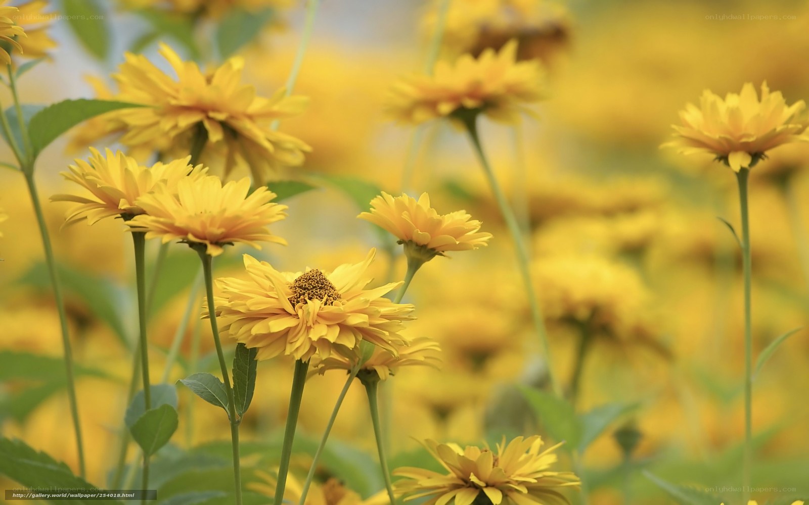 Yellow flowers in a field