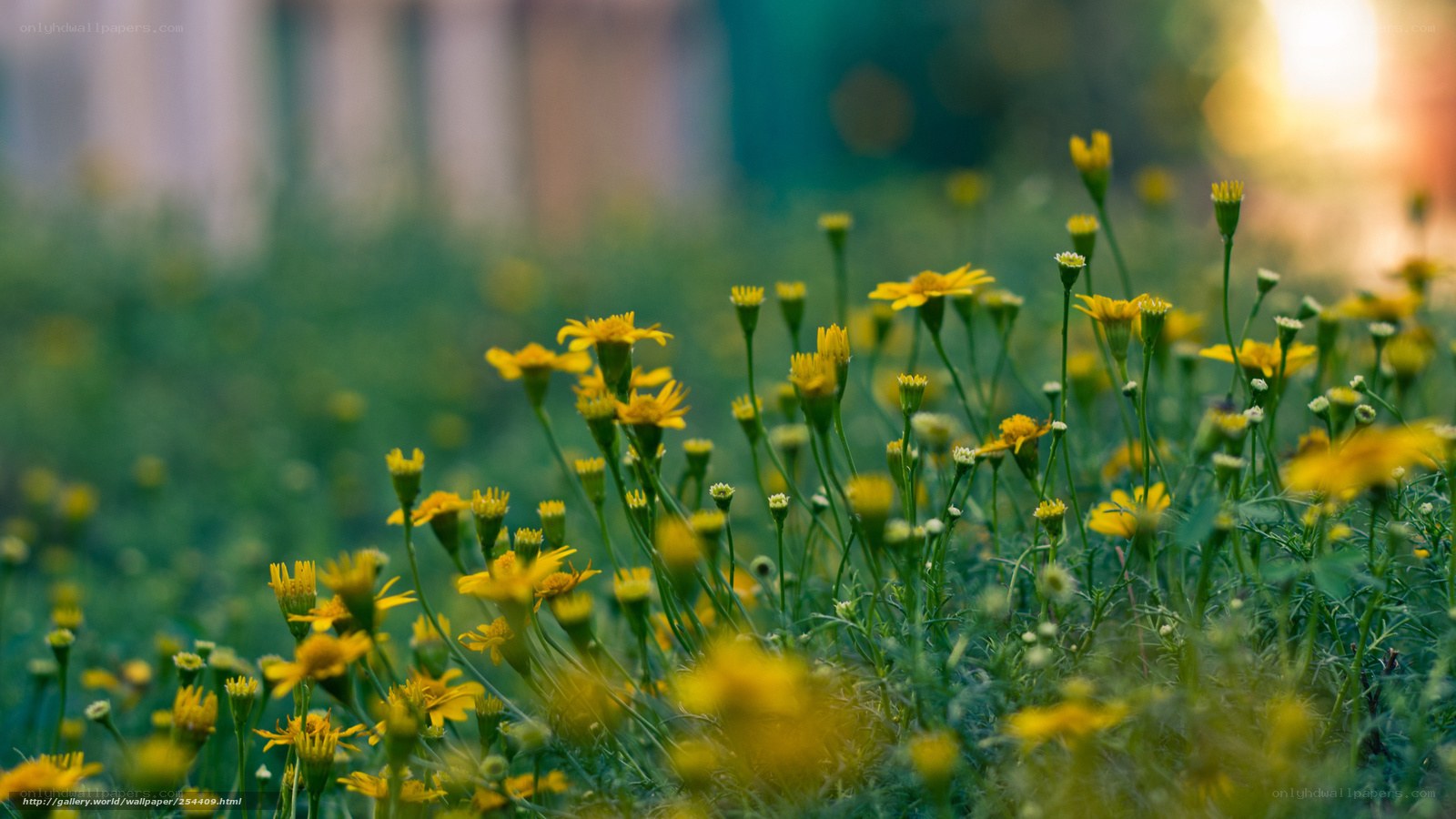 Yellow flowers in a field