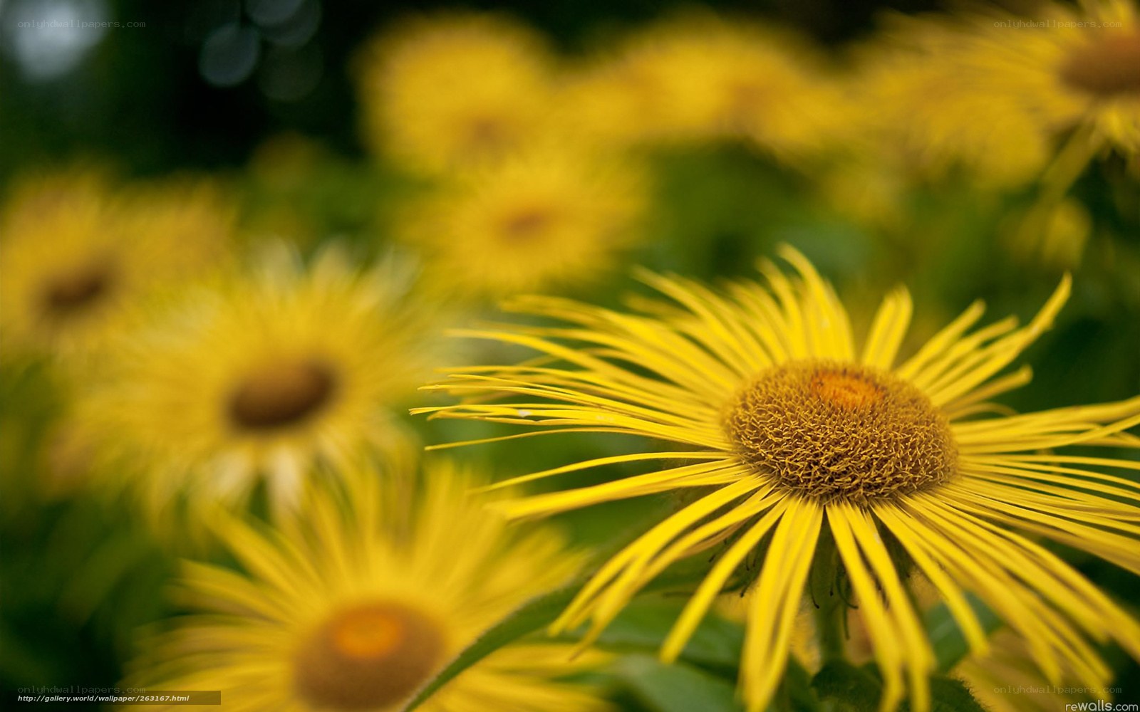 Yellow flowers in a field