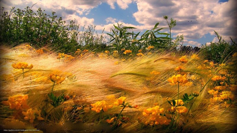 Yellow flowers in a field