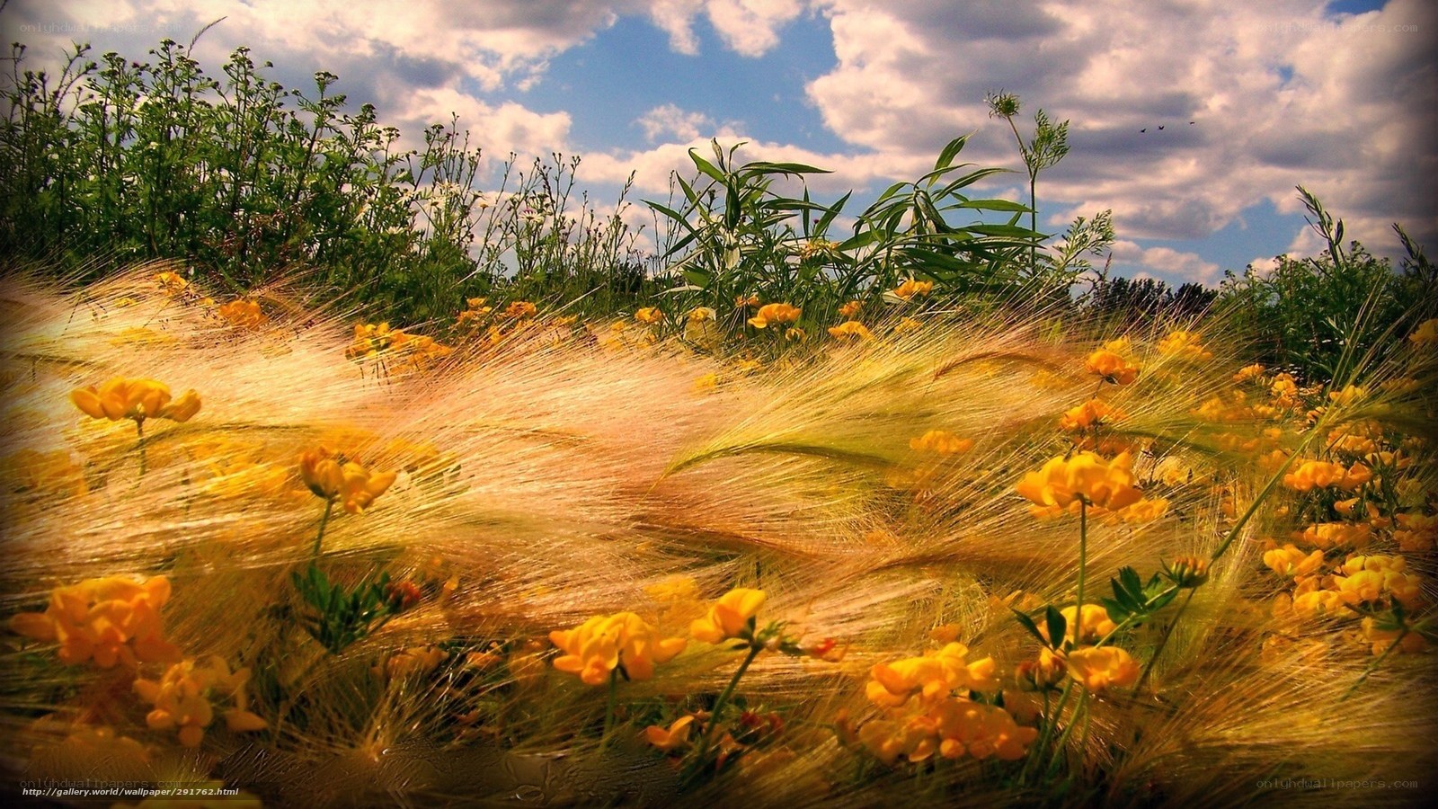 Yellow flowers in a field
