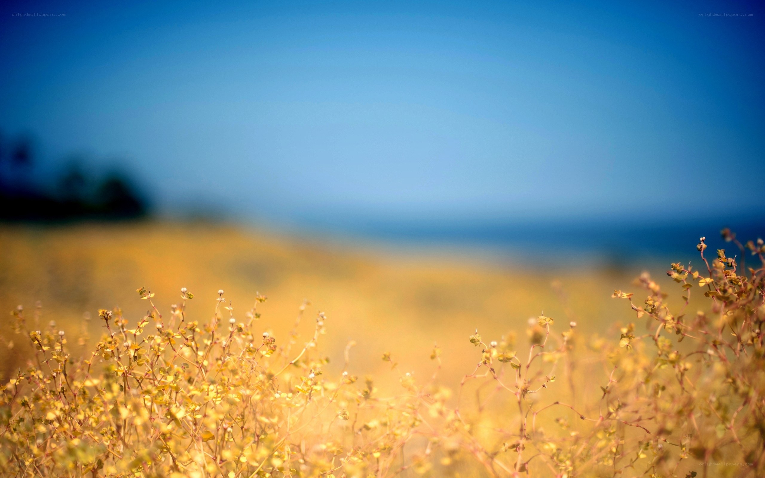 Yellow flowers in a field
