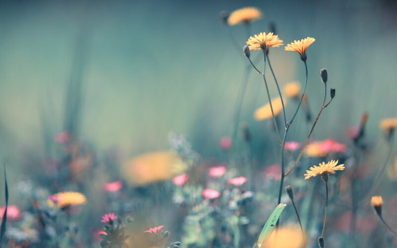 Yellow flowers in a field