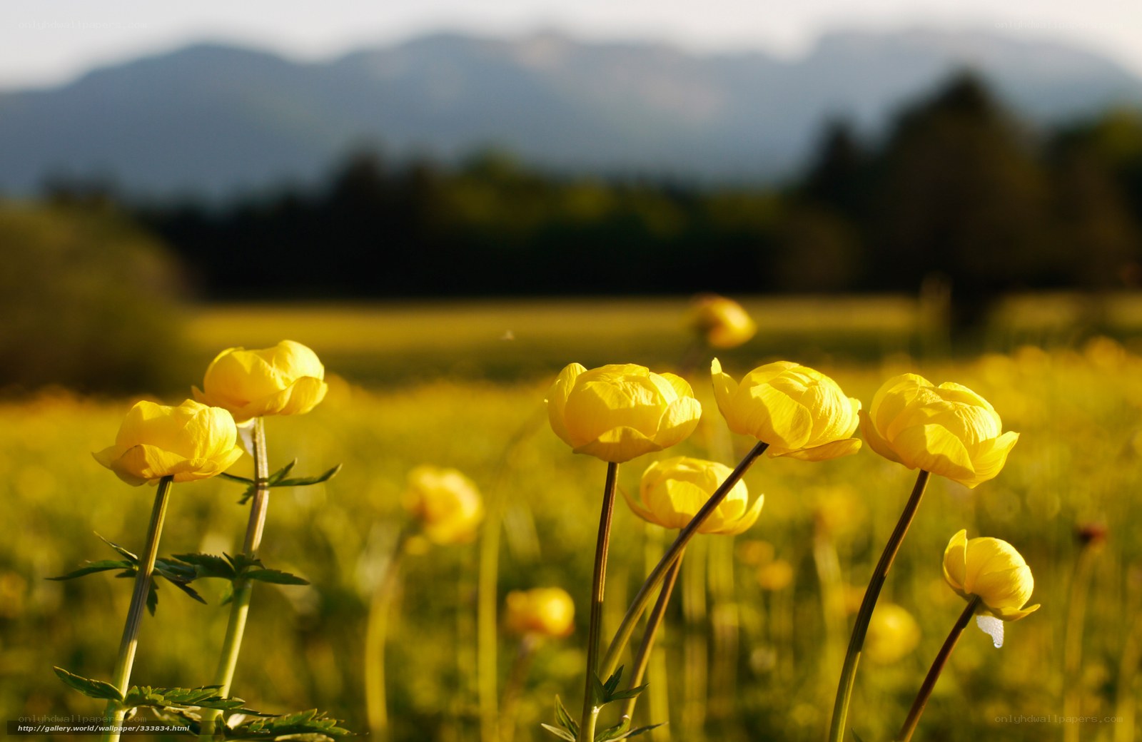 Yellow flowers in a field