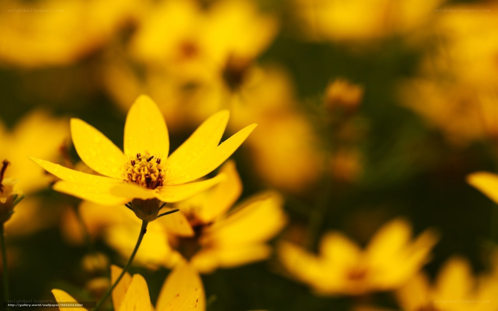 Yellow flowers in a field