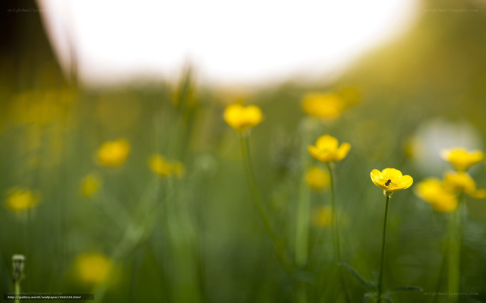Yellow flowers in a field