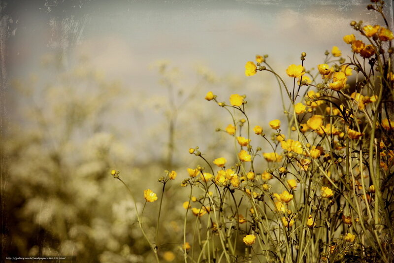 Yellow flowers in a field