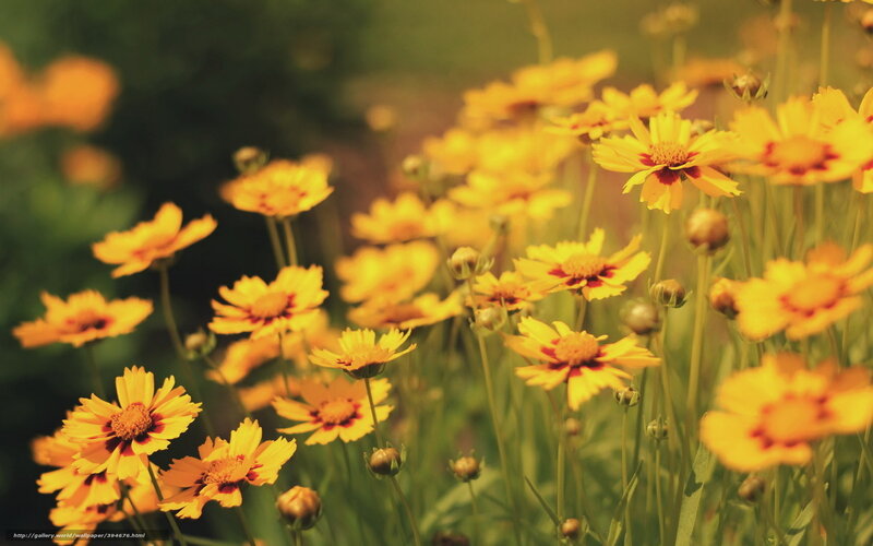 Yellow flowers in a field