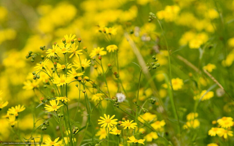 Yellow flowers in a field