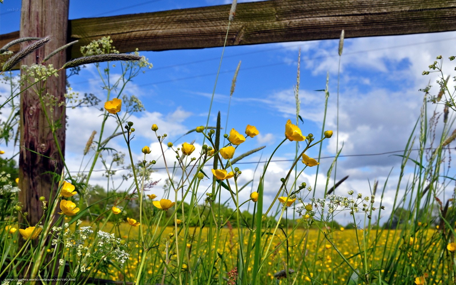 Yellow flowers in a field