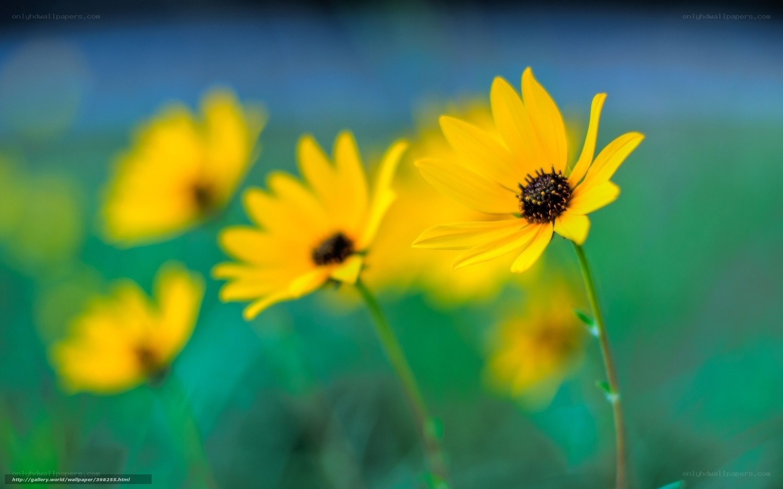 Yellow flowers in a field