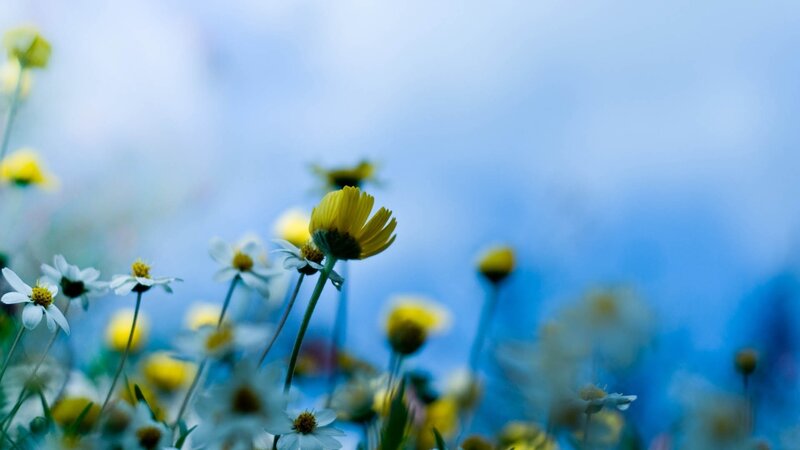 Yellow flowers in a field