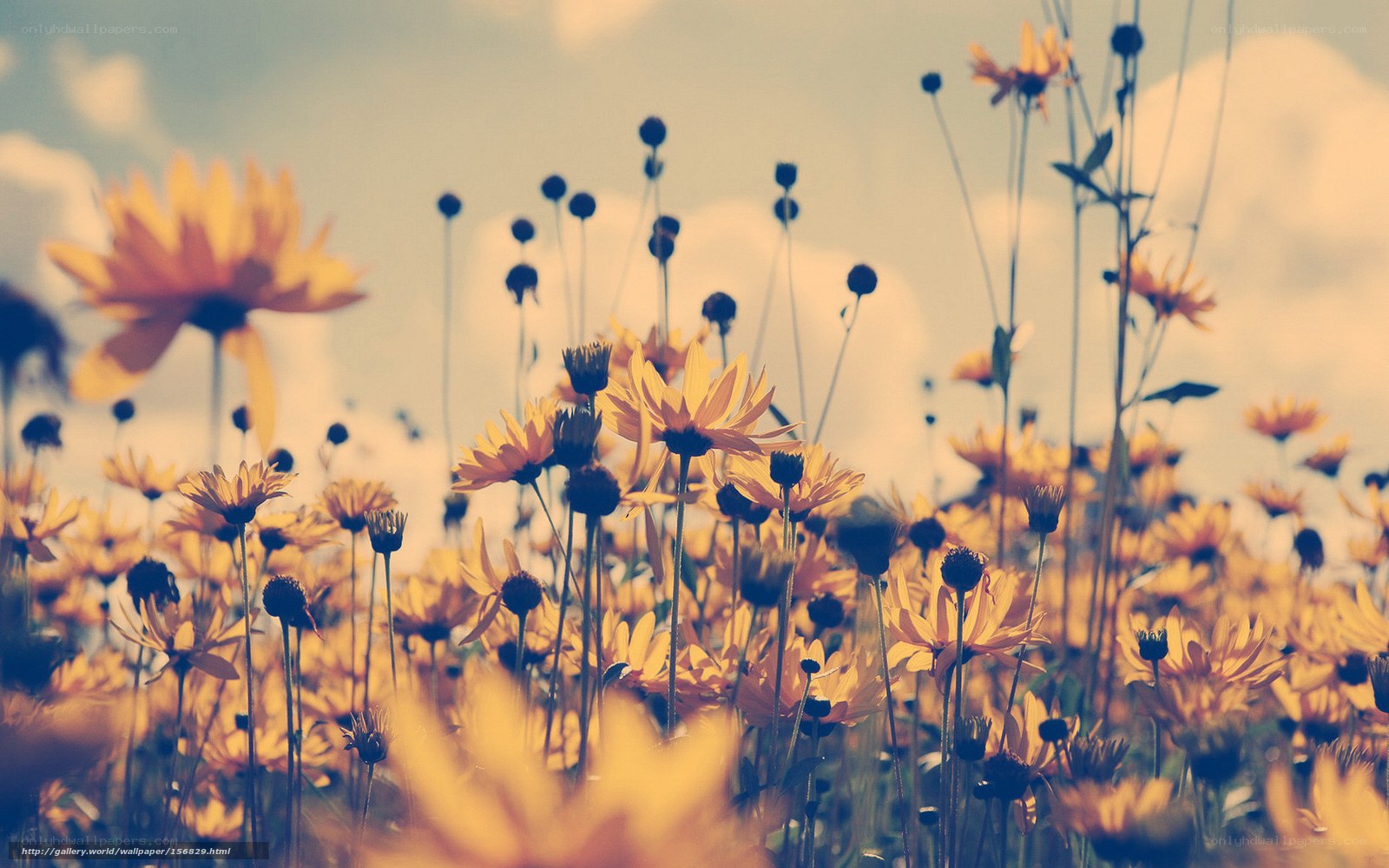 Yellow flowers in a field