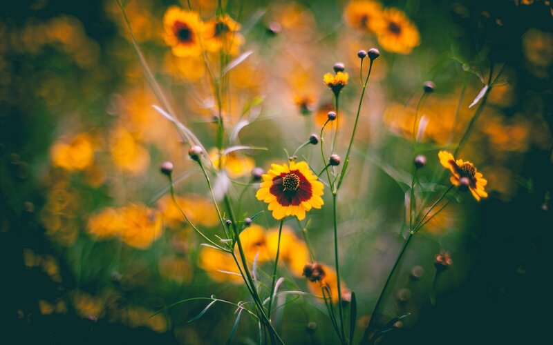 Yellow flowers in a field