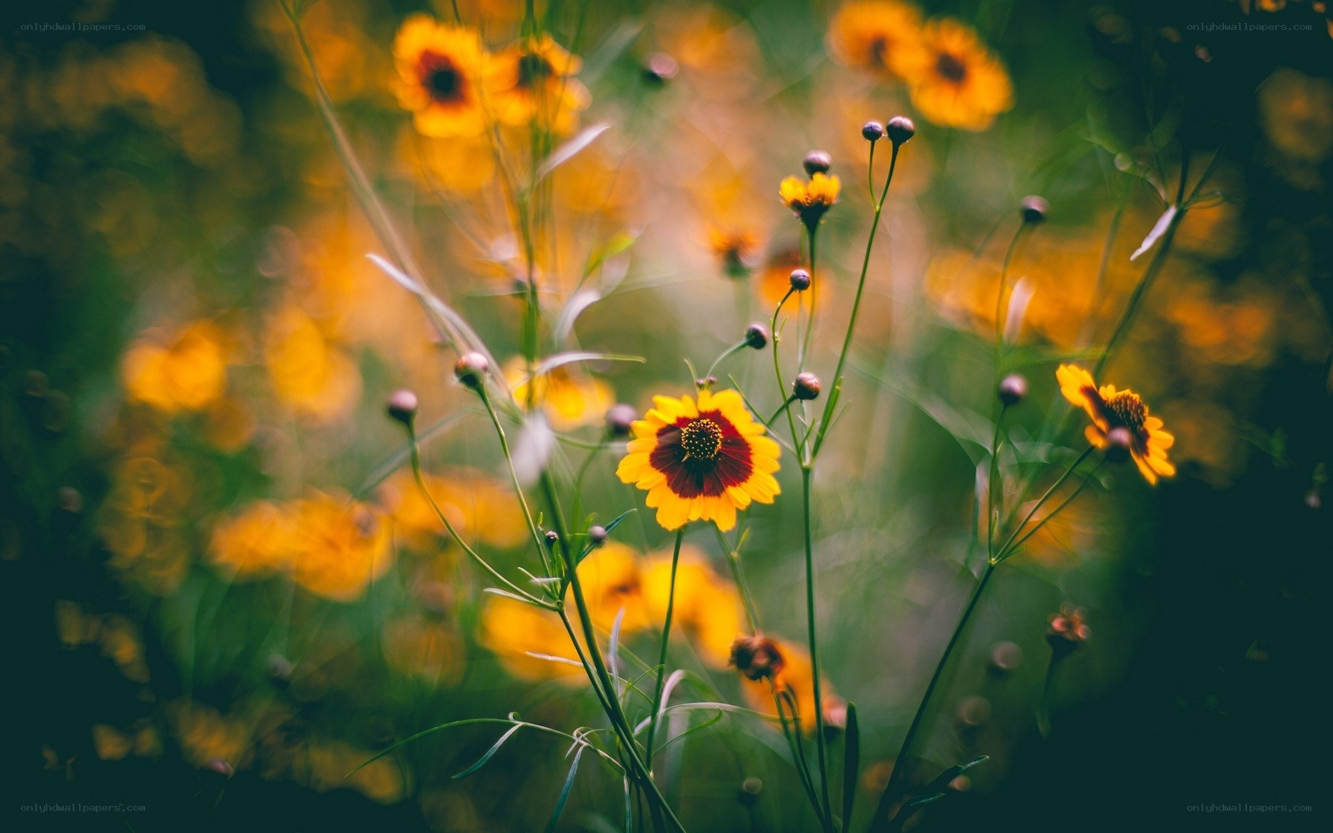 Yellow flowers in a field