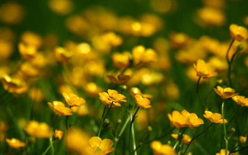 Yellow flowers in a field