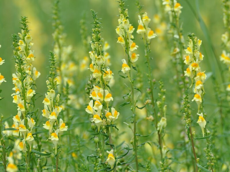 Yellow flowers in a field