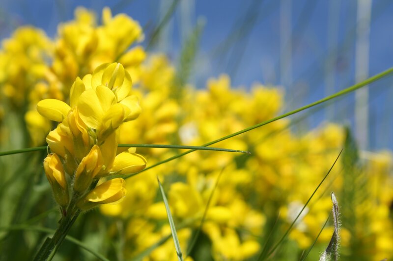 Yellow flowers in a field