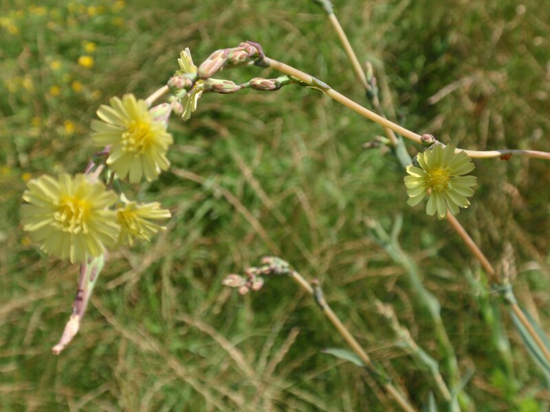 yellow flowers in a field