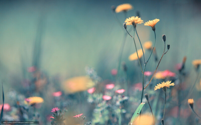 Yellow flowers in a field