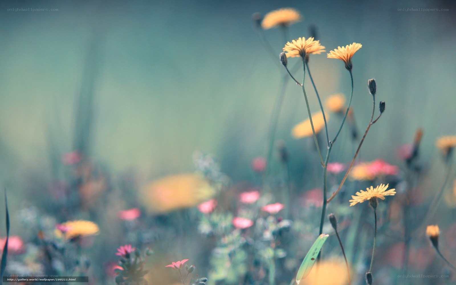 Yellow flowers in a field