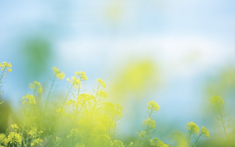Yellow flowers in a field