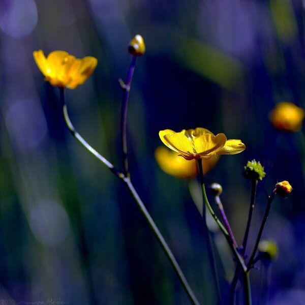 Yellow flowers in a field