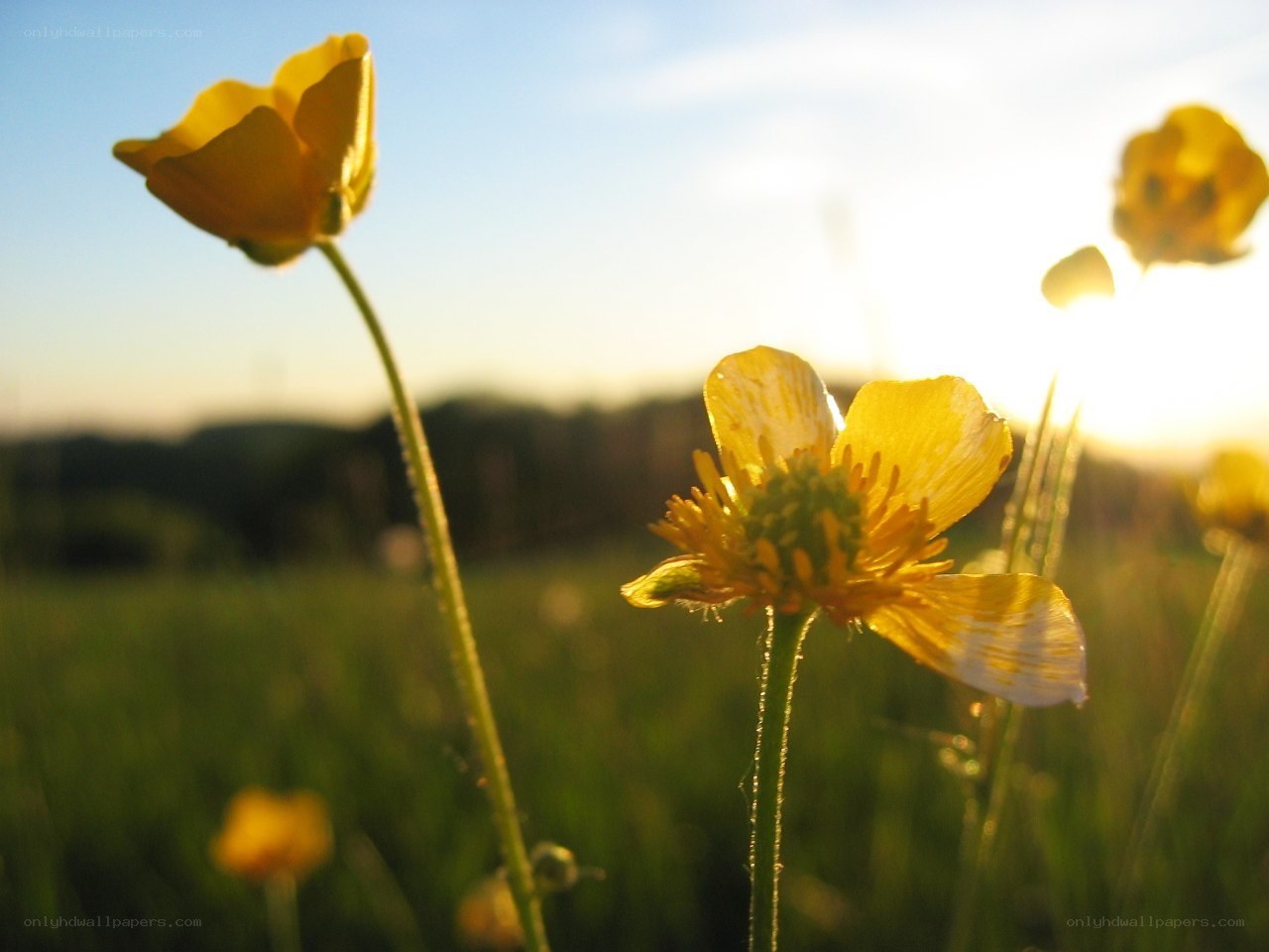Yellow flowers in a field
