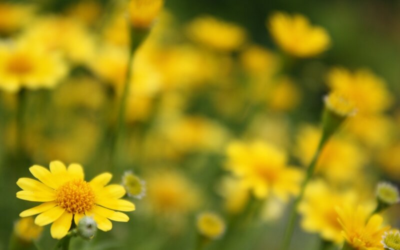 Yellow flowers in a field