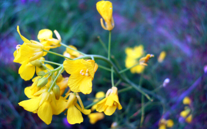 yellow flowers in a field