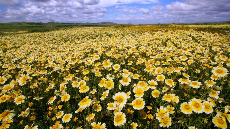 Yellow flowers in a field
