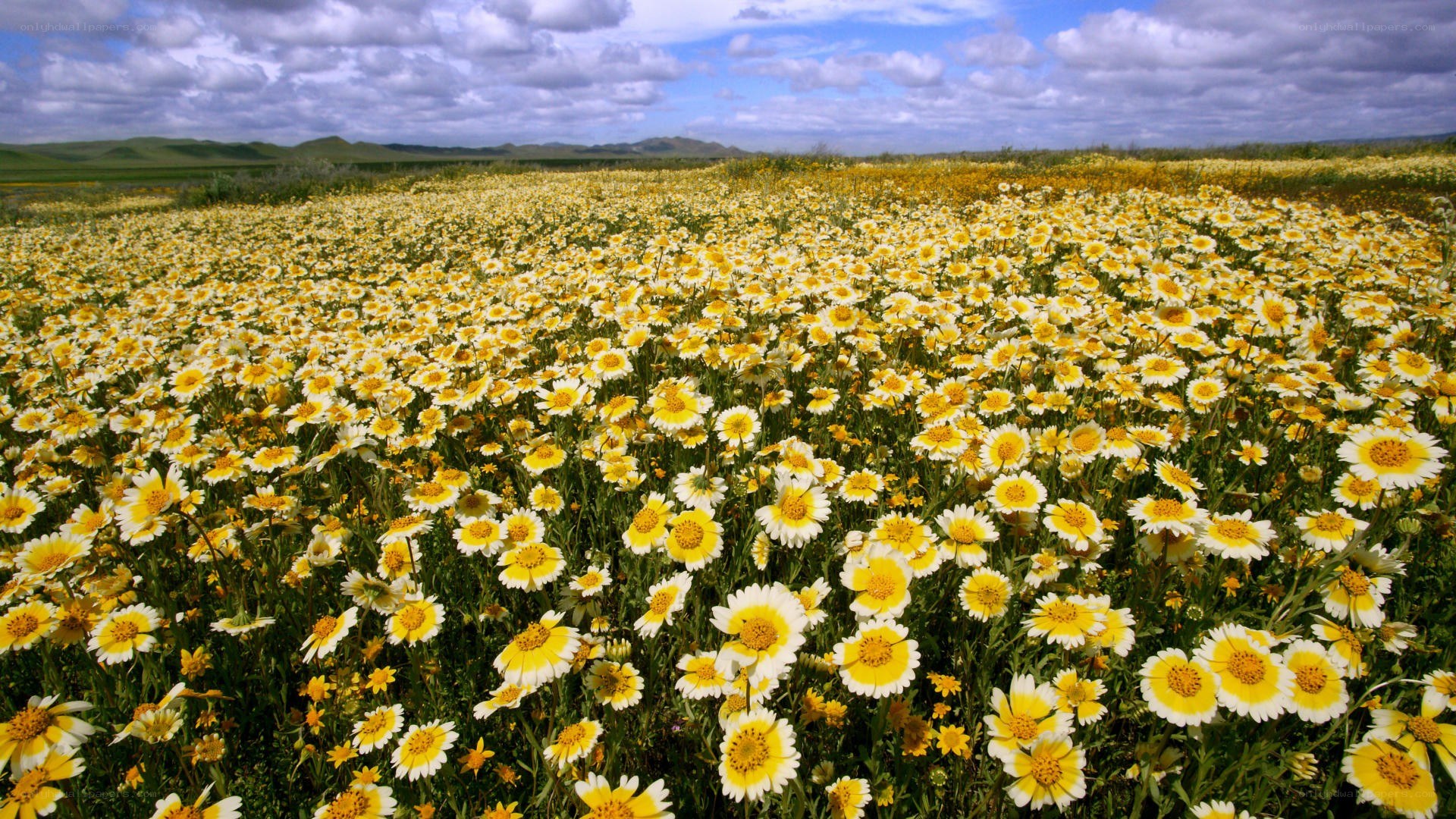Yellow flowers in a field