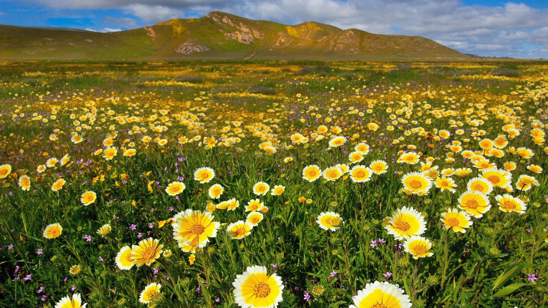 Yellow flowers in a field