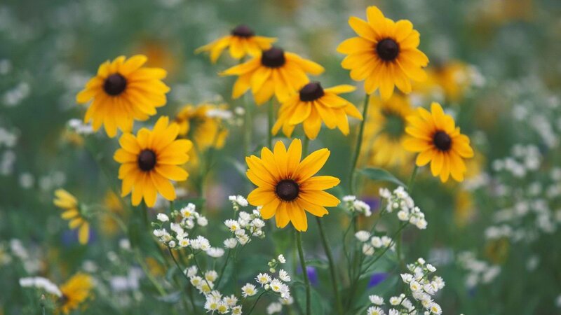 yellow flowers in a field