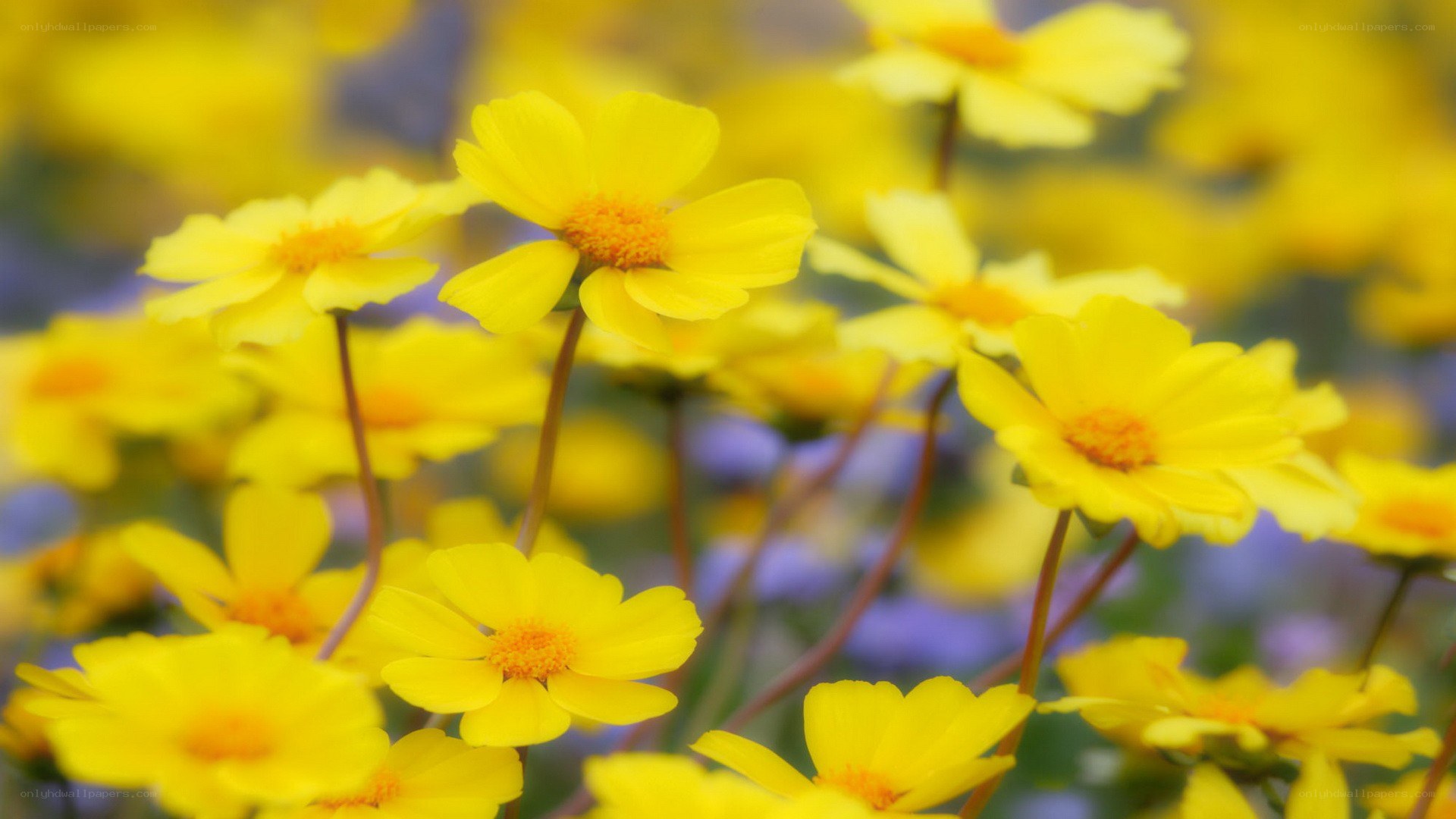 Yellow flowers in a field
