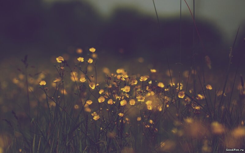 Yellow flowers in a field