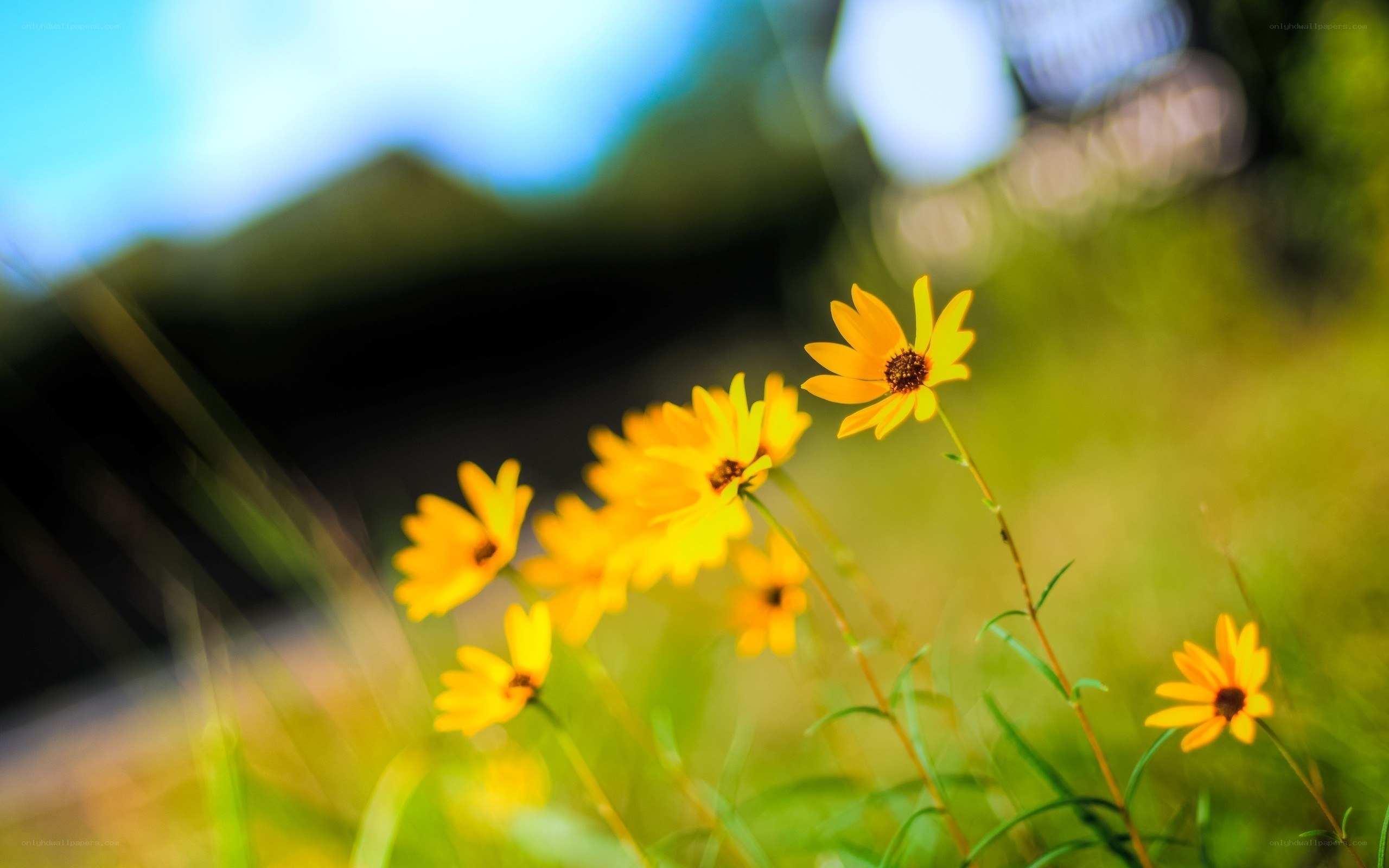 Yellow flowers in a field