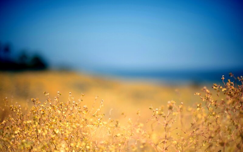 Yellow flowers in a field