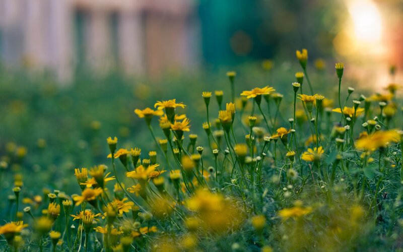 Yellow flowers in a field