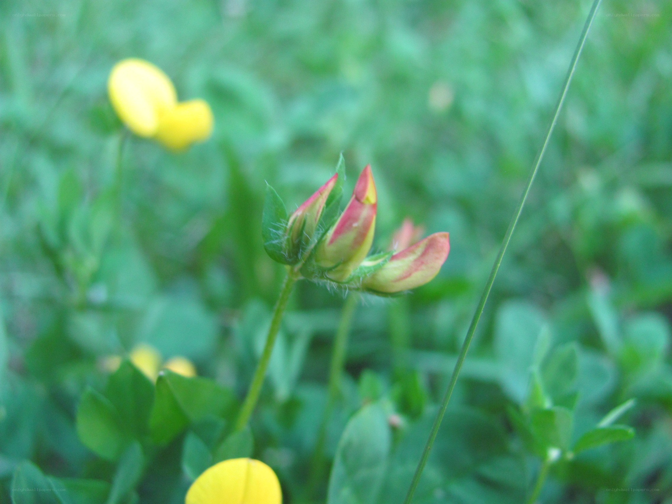 Yellow flowers in a field